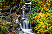 Wasserfälle über Felsen und das herbstlich gefärbte Laub der Bäume, VanDusen Gardens; Vancouver, British Columbia, Kanada