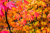 Weinberg-Ahornbäume (Acer circinatum) zeigen ihre Herbstfarben entlang des Netul River; Astoria, Oregon, Vereinigte Staaten von Amerika