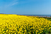 Canola field with bright yellow blossoms along the shoreline of the River Tyne; South Shields, Tyne and Wear, England