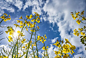 Gelbe Blumen, die nach dem blauen Himmel mit Wolken greifen; South Shields, Tyne and Wear, England