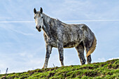 Pferd, das auf einem grasbewachsenen Hügel steht und in die Kamera schaut; South Shields, Tyne and Wear, England