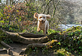 Blond cockapoo leaping in the air over logs and tree roots on a trail by the water; Sunderland, Tyne and Wear, England