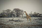 Giraffe und Helmperlhuhn (Numida meleagris), Etosha-Nationalpark; Namibia