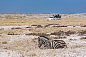 Steppenzebra (Equus quagga) und Safarifahrzeug, Etoscha-Nationalpark; Namibia