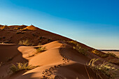 Silhouettierter Tourist steht auf dem Gipfel einer Sanddüne, Elim-Düne, Namib-Wüste; Sesriem, Namibia