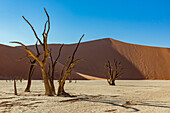 Deadvlei, eine Pfanne aus weißem Lehm, umgeben von den höchsten Sanddünen der Welt und Kameldornbäumen (Vachellia erioloba), Namib-Wüste; Namibia
