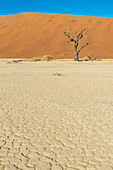 Deadvlei, eine weiße Lehmpfanne, umgeben von den höchsten Sanddünen der Welt, und ein Kameldornbaum (Vachellia erioloba), Namib-Wüste; Namibia
