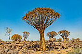 Köcherbäume (Aloidendron dichotomum) im Köcherbaumwald, Gariganus-Farm, in der Nähe von Keetmanshoop; Namibia