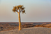 Köcherbaum (Aloidendron dichotomum), Hardap Resort, Hardap-Region; Namibia
