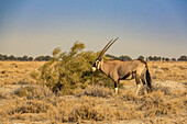 Gemsbok or South African Oryx (Oryx gazella), Etosha National Park; Namibia
