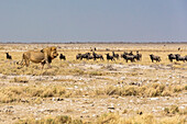 Lion (Panthera leo) passing in front of a herd of Blue Wildebeests (Connochaetes taurinus), Etosha National Park; Namibia