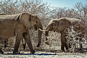 Afrikanische Elefanten (Loxodonta), Etoscha-Nationalpark; Namibia