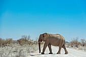 Afrikanischer Elefant (Loxodonta) beim Überqueren einer Straße, Etosha National Park; Namibia