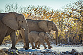 African Elephant family (Loxodonta), Etosha National Park; Namibia