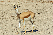 Springbock (Antidorcas marsupialis), Etosha-Nationalpark; Namibia