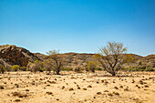 On the road to Brandberg Mountain, Damaraland; Kunene Region, Namibia