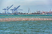 Flamingo-Kolonie (Phoeniconaias minor) am Pelican Point, Walvis Bay, Skelettküste, Dorob-Nationalpark; Namibia