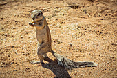 Erdhörnchen ((Sciuridae) in Solitaire, Namib-Naukluft-Nationalpark; Namibia