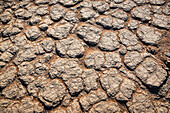 Drought, Sossusvlei, Namib Desert, Namib-Naukluft National Park; Namibia