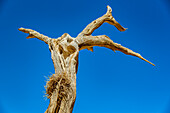 Kameldornbaum (Vachellia erioloba) vor einem blauen Baum, Deadvlei, Namib-Wüste, Namib-Naukluft-Nationalpark; Namibia