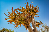 Quiver tree (Aloidendron dichotomum) at Gondwana Canyon Roadhouse, Fish River Canyon; Namibia