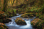 Kleiner Bach, der im Herbst durch ein grünes Waldgebiet fließt, mit Felsen, die mit abgefallenen Blättern bedeckt sind; Rathcormac, Grafschaft Cork, Irland