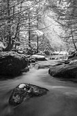 Schwarz-Weiß-Bild eines Flusses, der im Winter durch einen Wald stürzt, Galty Mountains; County Tipperary, Irland