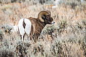 Dickhornschaf-Widder (Ovis canadensis) blickt über seine Schulter zurück, während er in einer Salbeibuschwiese im North Fork of the Shoshone River-Tal in der Nähe des Yellowstone-Nationalparks steht; Wyoming, Vereinigte Staaten von Amerika