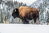 Amerikanischer Bisonbulle (Bison bison) im Schnee stehend im Yellowstone-Nationalpark; Wyoming, Vereinigte Staaten von Amerika