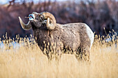 Großer Dickhornschaf-Widder (Ovis canadensis) mit massiven Hörnern, der während der Brunft in der Nähe des Yellowstone-Nationalparks seine Lippen lockt (flehmen); Montana, Vereinigte Staaten von Amerika