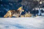 Coyote (Canis latrans) standing in deep snow in Yellowstone National Park; Wyoming, United States of America