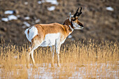 Close-up of a Pronghorn Antelope buck (Antilocapra americana) in Yellowstone National Park; Montana, United States of America