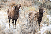 Bighorn Sheep ram (Ovis canadensis) courts an ewe on a snowy day in the North Fork of the Shoshone River valley near Yellowstone National Par; Wyoming, United States of America