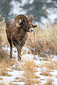 Bighorn Sheep ram (Ovis canadensis) approaches through a sagebrush meadow on a snowy day in the North Fork of the Shoshone River valley near Yellowstone National Park; Wyoming, United States of America
