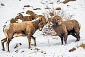 Two Bighorn Sheep rams (Ovis canadensis) stand off against each other during the rut in the North Fork of the Shoshone River valley near Yellowstone National Park; Wyoming, United States of America