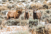 Dickhornschaf-Widder (Ovis canadensis) balzt ein Paar Mutterschafe während der Brunftzeit im North Fork of the Shoshone River Valley in der Nähe des Yellowstone National Park; Wyoming, Vereinigte Staaten von Amerika