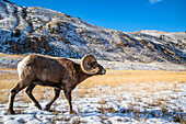 Bighorn Sheep ram (Ovis canadensis) with massive horns walks through a snowy meadow against a mountain backdrop during the rut near Yellowstone National Park, Montana, United States of America