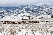 Herd of American Bison (Bison bison) moving across wintry landscape with mountains in background in Yellowstone National Park; Wyoming, United States of America