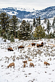 Amerikanischer Bison (Bison bison) und Dickhornschaf (Ovis canadensis) grasen nahe beieinander auf einer verschneiten Wiese im Yellowstone-Nationalpark; Wyoming, Vereinigte Staaten von Amerika