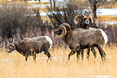 Dickhornschaf-Widder (Ovis canadensis) beim Werben um ein Mutterschaf in der Nähe des Yellowstone-Nationalparks; Montana, Vereinigte Staaten von Amerika