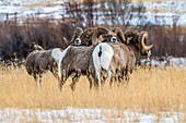 Three Bighorn Sheep rams (Ovis canadensis) huddle together near a ewe during the rut near Yellowstone National Park; Montana, United States of America