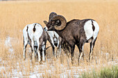 Großer Dickhornschaf-Bock (Ovis canadensis) mit massiven Hörnern, der während der Brunftzeit in der Nähe des Yellowstone-Nationalparks um eine Gruppe von Mutterschafen wirbt; Montana, Vereinigte Staaten von Amerika