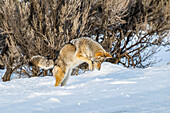 Kojote (Canis latrans) springt bei der Mäusejagd im Yellowstone-Nationalpark in die Luft; Wyoming, Vereinigte Staaten von Amerika