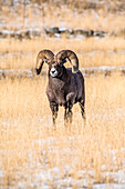 Bighorn Sheep ram (Ovis canadensis) with massive horns stands in a grassy meadow during the rut near Yellowstone National Park; Montana, United States of America