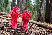 Close-up of two bright red Snow Plant flowers (Sarcodes sanguinae) in Sequoia National Park; California, United States of America