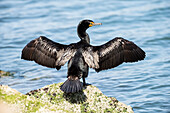 Double-Crested Cormorant (Phalacrocorax auritus) looking back over its shoulder as it spreads and dries its wings on a rock overlooking Morro Bay; Morro Bay, California, United States of America