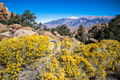 Die White Mountains in Ostkalifornien und der Boundary Peak (höchster Punkt in Nevada) erheben sich in der Ferne hinter einem felsigen Abhang, der mit gelb blühendem Rabbit Brush (Chrysothamnus spp.) bewachsen ist; Kalifornien, Vereinigte Staaten von Amerika