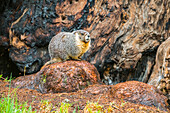 Yellow-bellied Marmot (Marmota flaviventris) sitting at the base of a Giant Sequoia (Sequoiadendron giganteum) tree in Sequoia National Park; California, United States of America