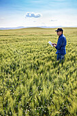 Landwirt steht in einem Weizenfeld, benutzt ein Tablet und prüft den Ertrag; Alberta, Kanada