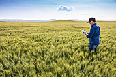 Landwirt steht in einem Weizenfeld, benutzt eine Tablette und prüft den Ertrag; Alberta, Kanada